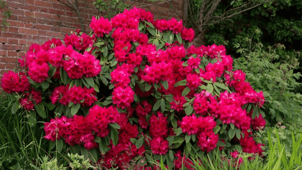 Colorful full-sun shrubs in a garden