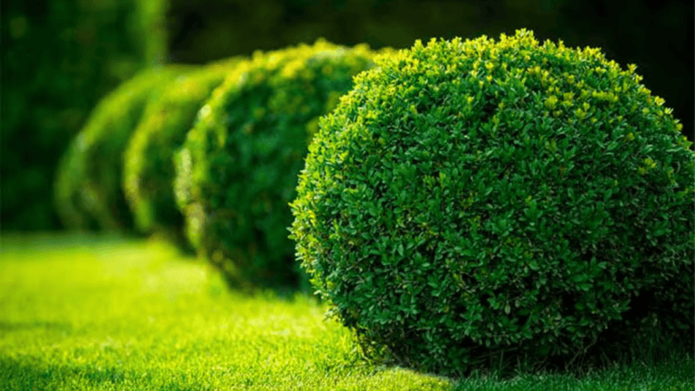 Evergreen Shrubs