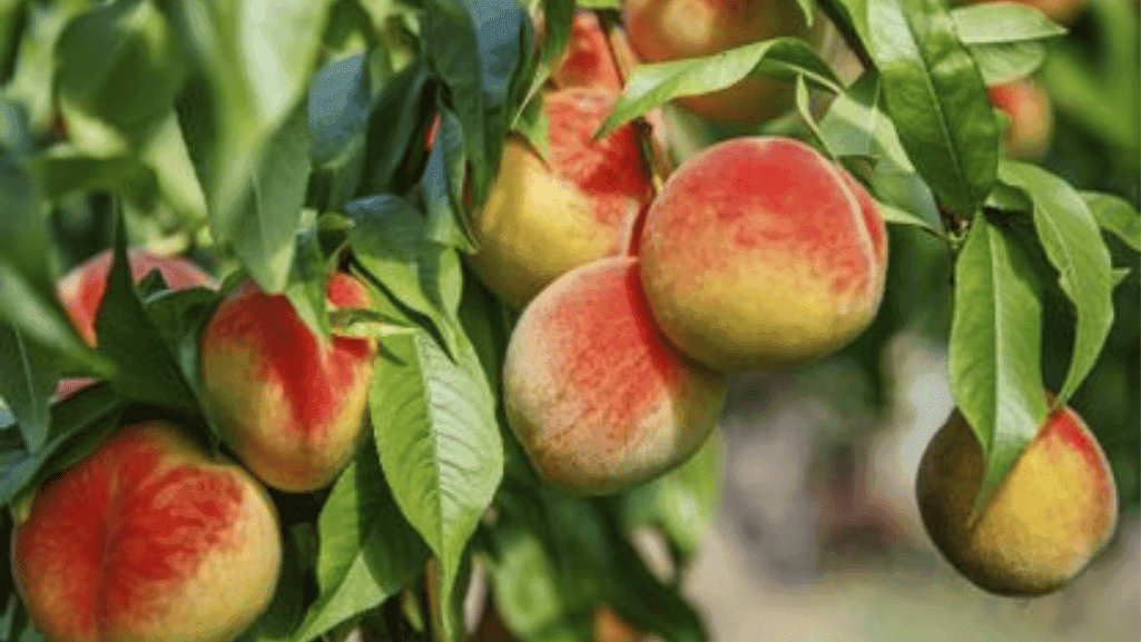 Frost-tolerant fruits in a cold-weather orchard