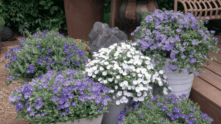 Full Sun Plants