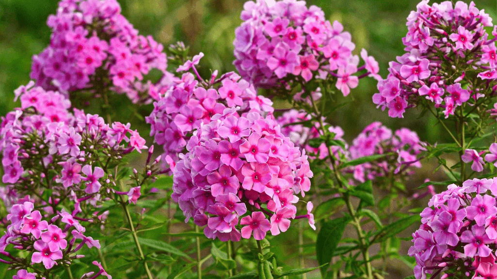 Full sun perennials in a vibrant garden