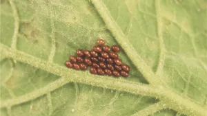 Garden Insect Control