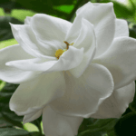 Gardenia Fragrance