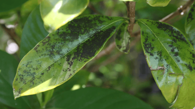 Gardenia Leaves Turning Black