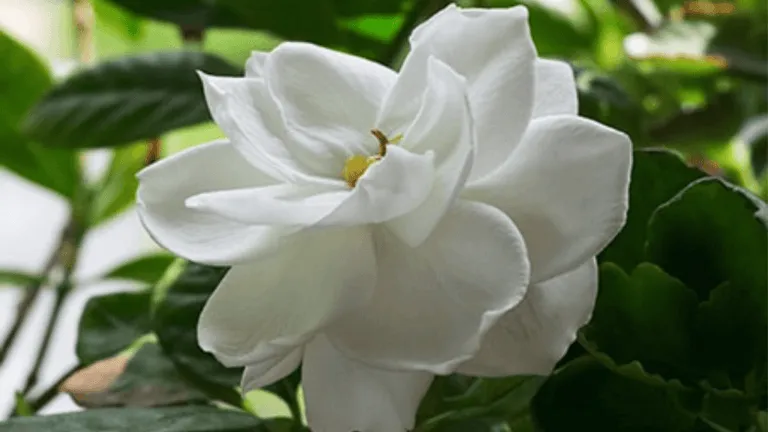 Gardenia Meaning and Symbolism