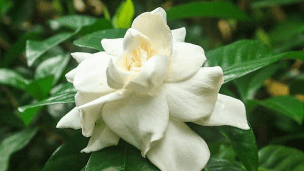 Gardenia transplant aftercare