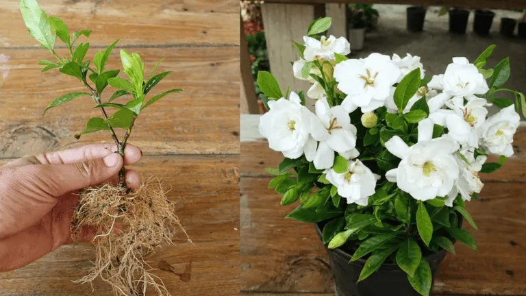 How to Replant a Gardenia