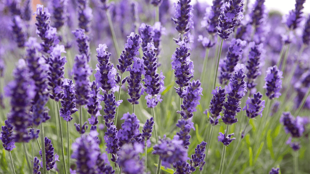 Lavender flowers in a sunny garden