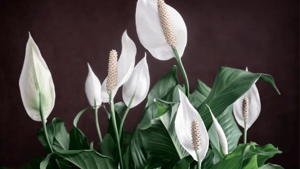 Low-light tolerant white blooming houseplants