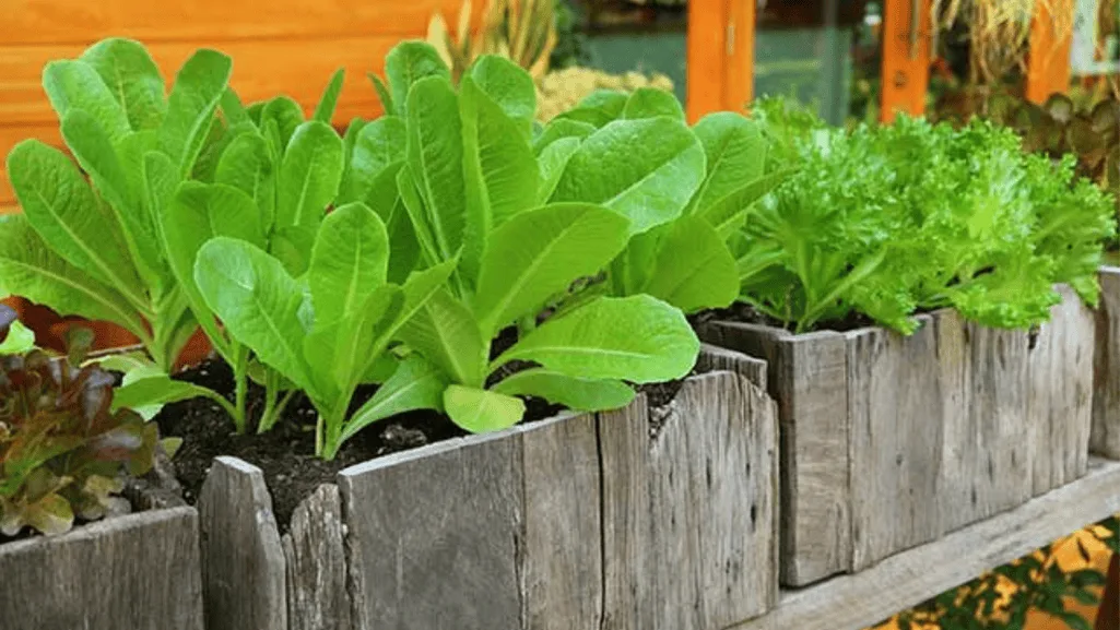Organic fertilizers for a thriving garden
