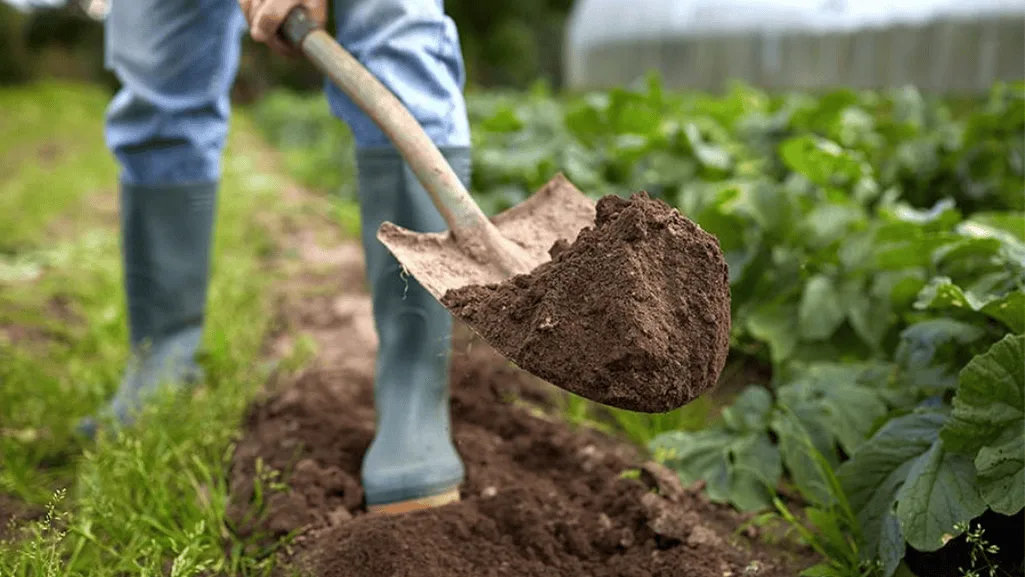 Organic gardening practices for soil health