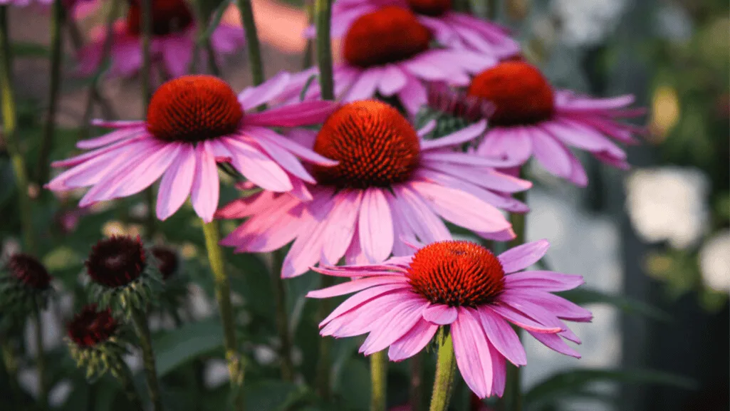 Pink coneflower attracting butterflies