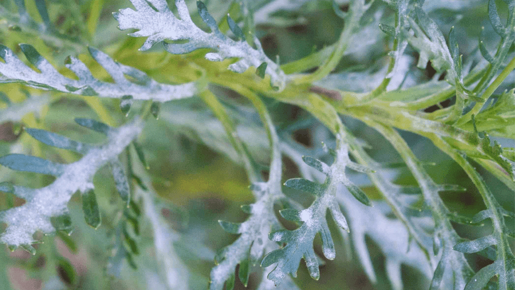 Powdery mildew treatment