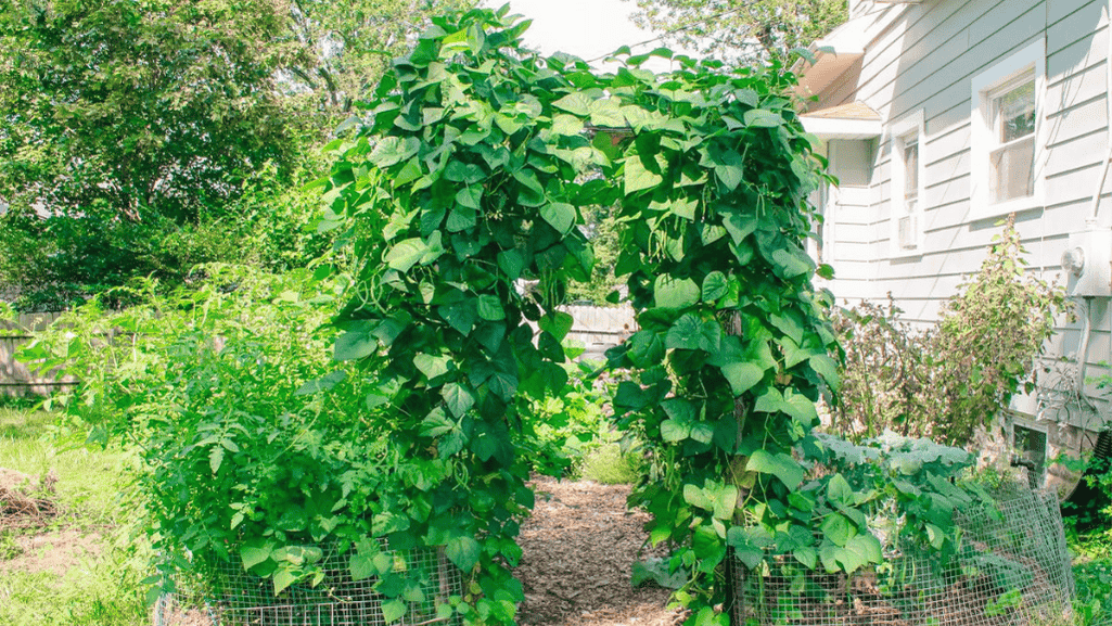 Repurposed materials for inexpensive garden trellises and Cheap Garden Trellis Ideas