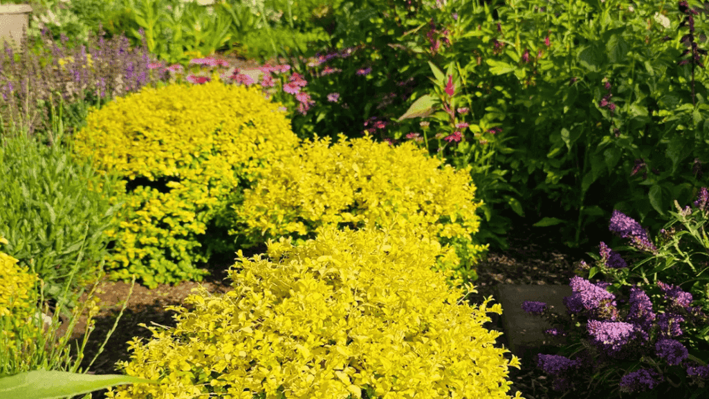 Sun loving shrubs in a sunny garden