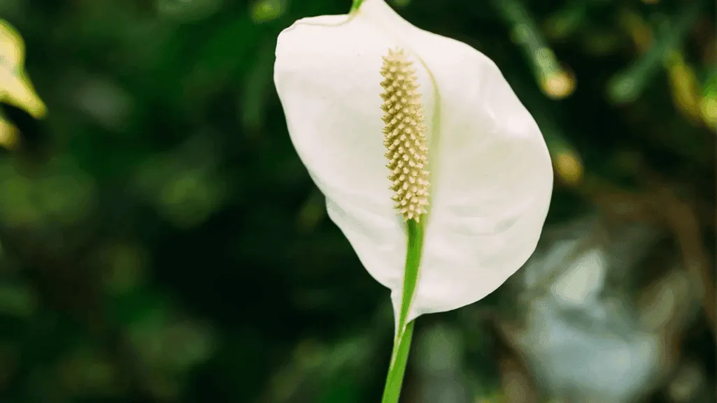 White Flower House Plants