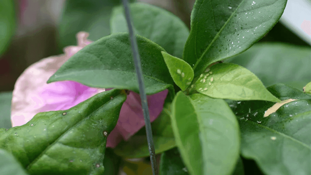 aphids on gardenia