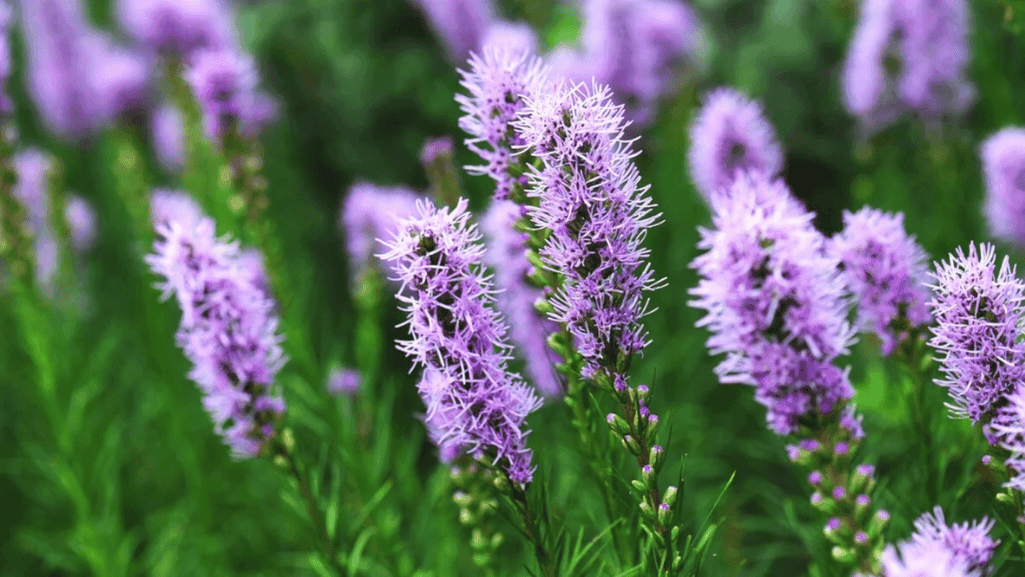 blazing star flowers in a sunny garden border