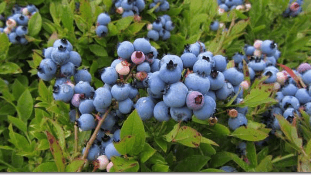 cold climate berries