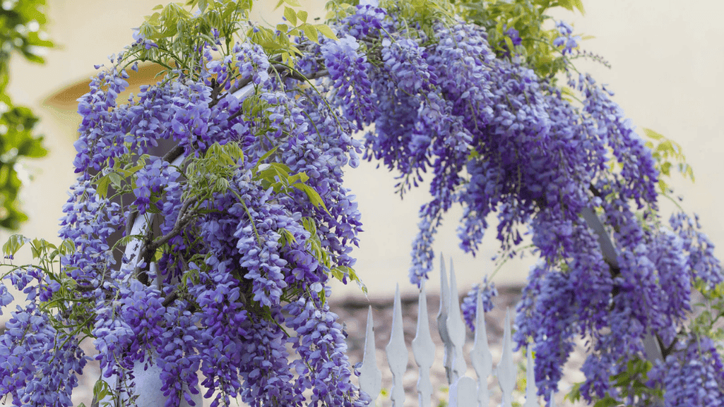 garden arch trellis with climbing plants