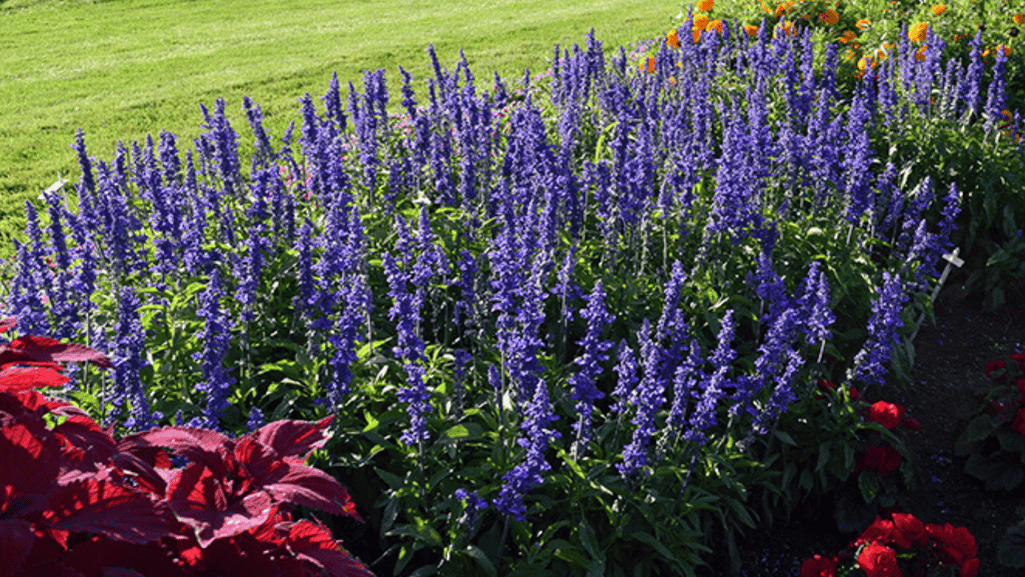 heat-loving plants in a sun-exposed garden