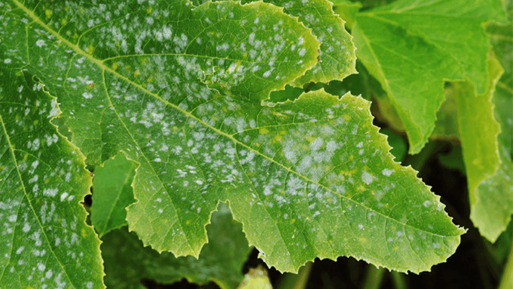 integrated pest management techniques