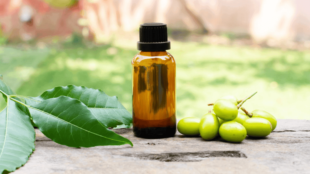 neem oil for gardenia