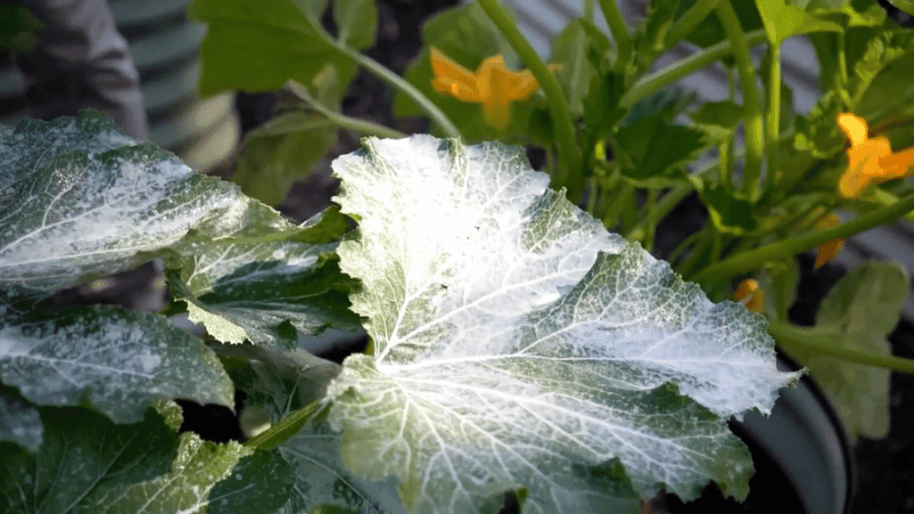 proper plant spacing for mildew prevention