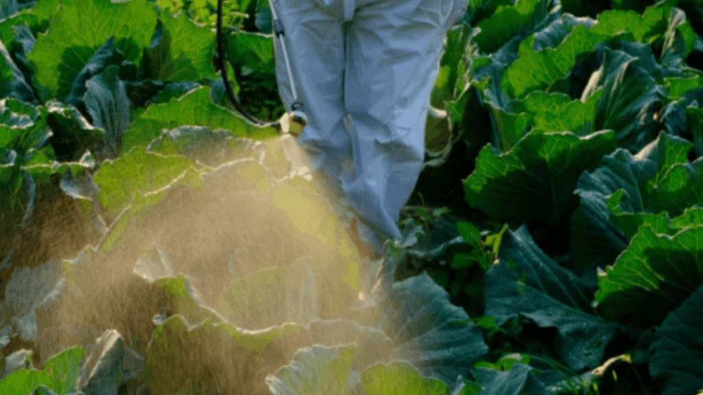 seasonal plant care for powdery mildew prevention