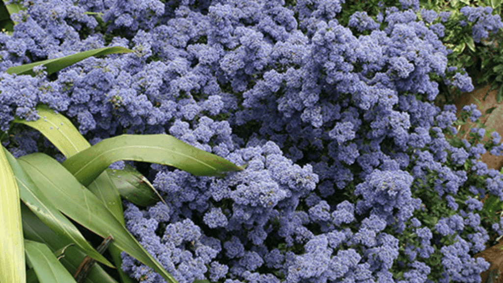 shrubs in a sunny garden