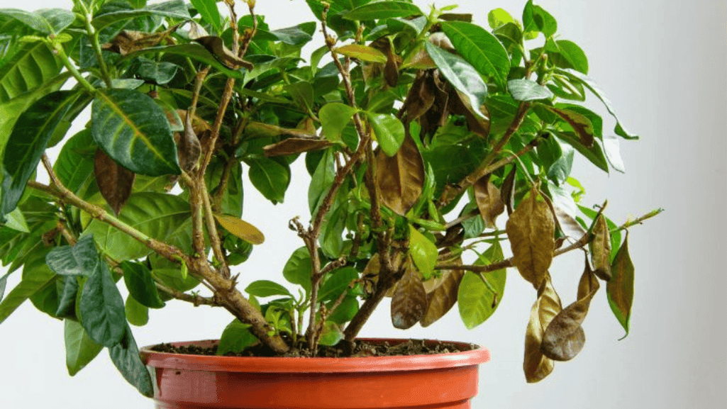 underwatered gardenia with black leaves