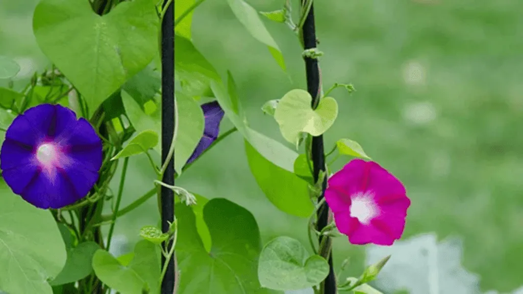 various types of trellises for climbing plants