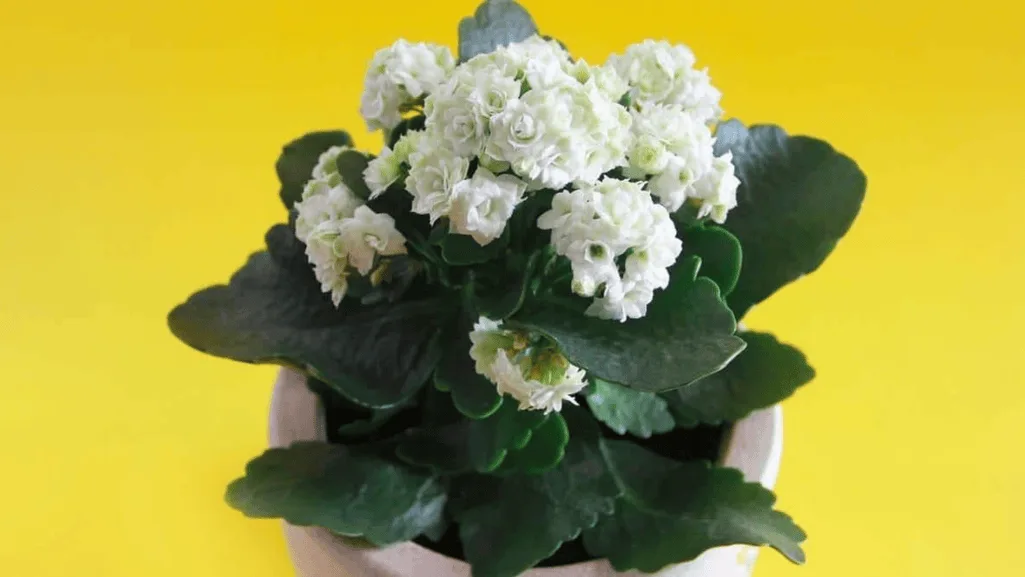 white flowering plants for home