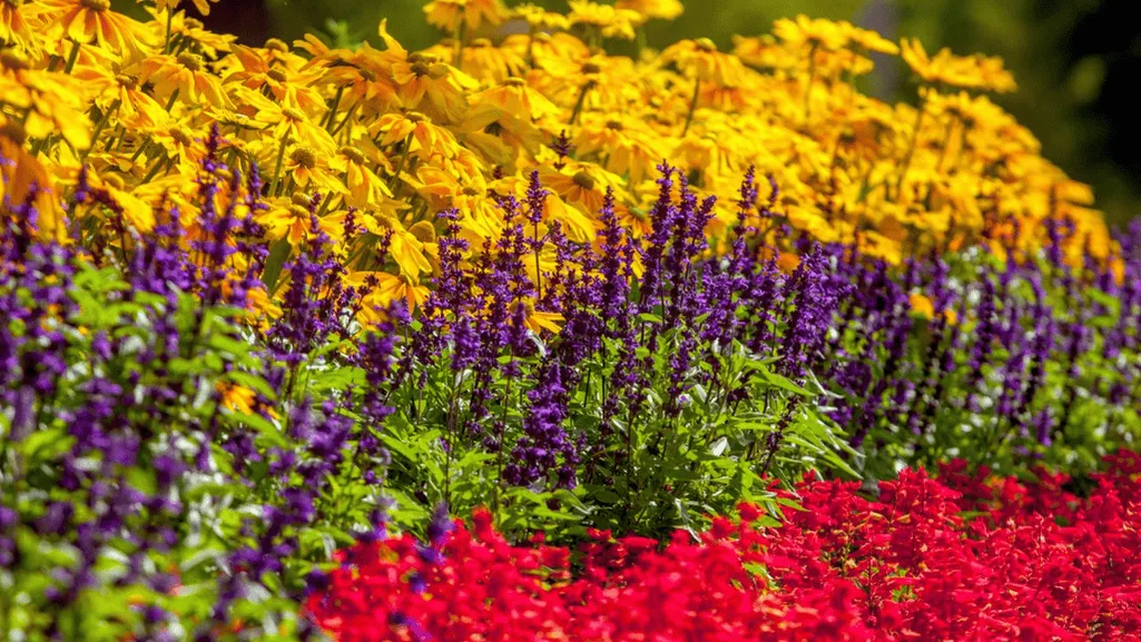 Pruning drought resistant bushes for  gardening