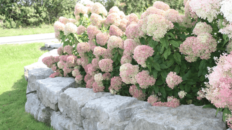 Little lime hydrangea