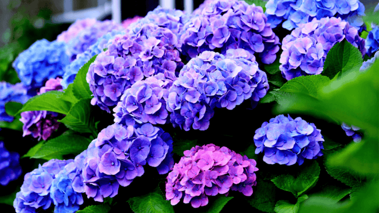 Oakleaf Hydrangeas