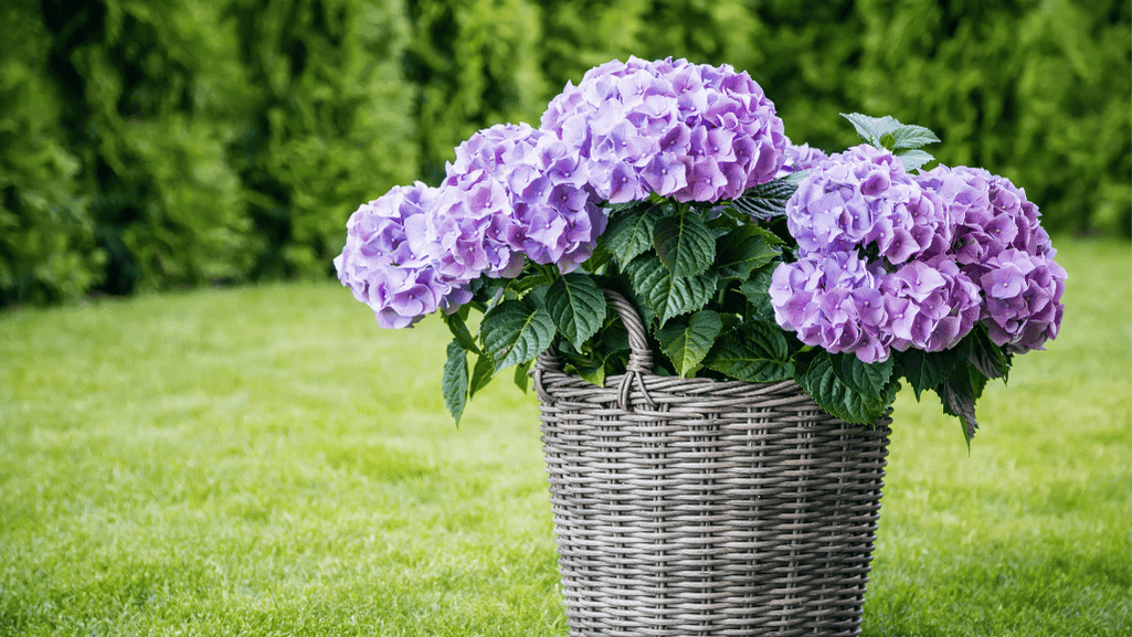 Oakleaf Hydrangeas container garden design