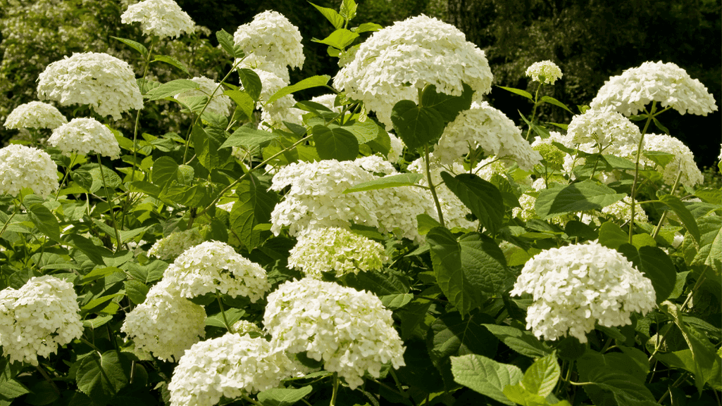 soil for healthy shrubs