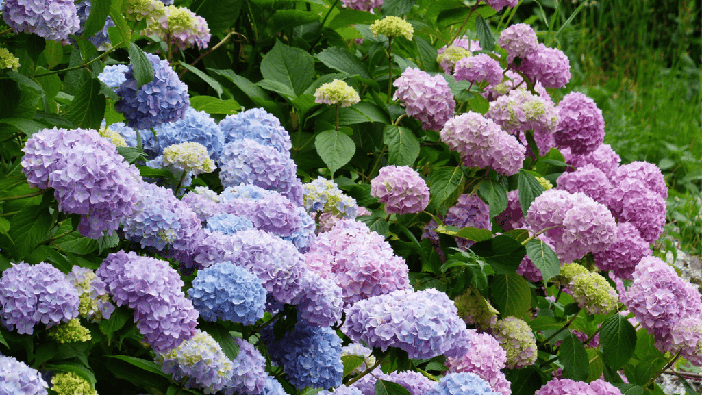 variety of garden shrubs