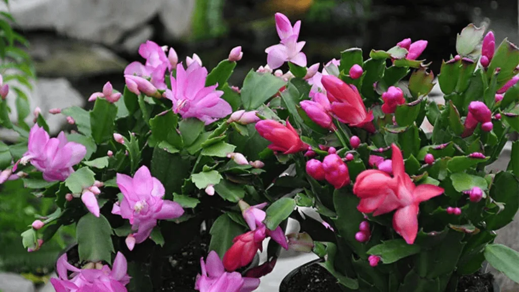 Top Tips for Christmas Cactus Care 5 A blooming Christmas cactus with vibrant flowers illustrating optimal blooming conditions