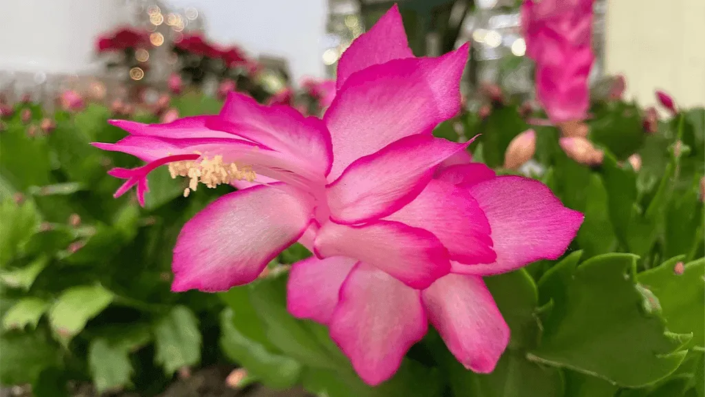Top Tips for Christmas Cactus Care 4 A person watering a Christmas cactus, demonstrating proper watering techniques.
