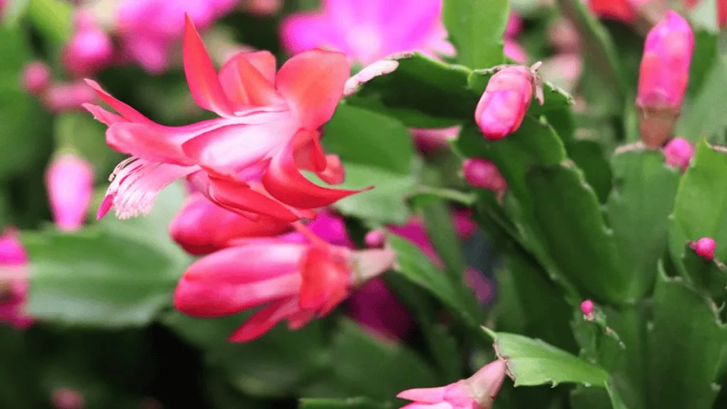 Top Tips for Christmas Cactus Care 6 A seasonal display of Christmas cacti during the winter months