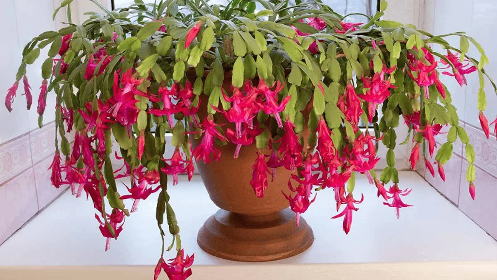 Top Tips for Christmas Cactus Care 2 A vibrant Christmas cactus in full bloom showcasing its colorful tubular flowers