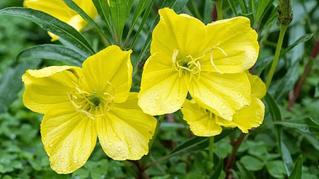 Designing Gardens with Primrose Flowers