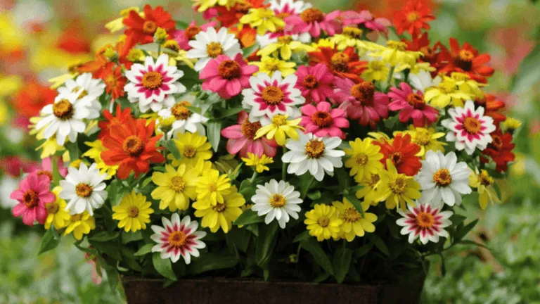 drought tolerant annuals for containers