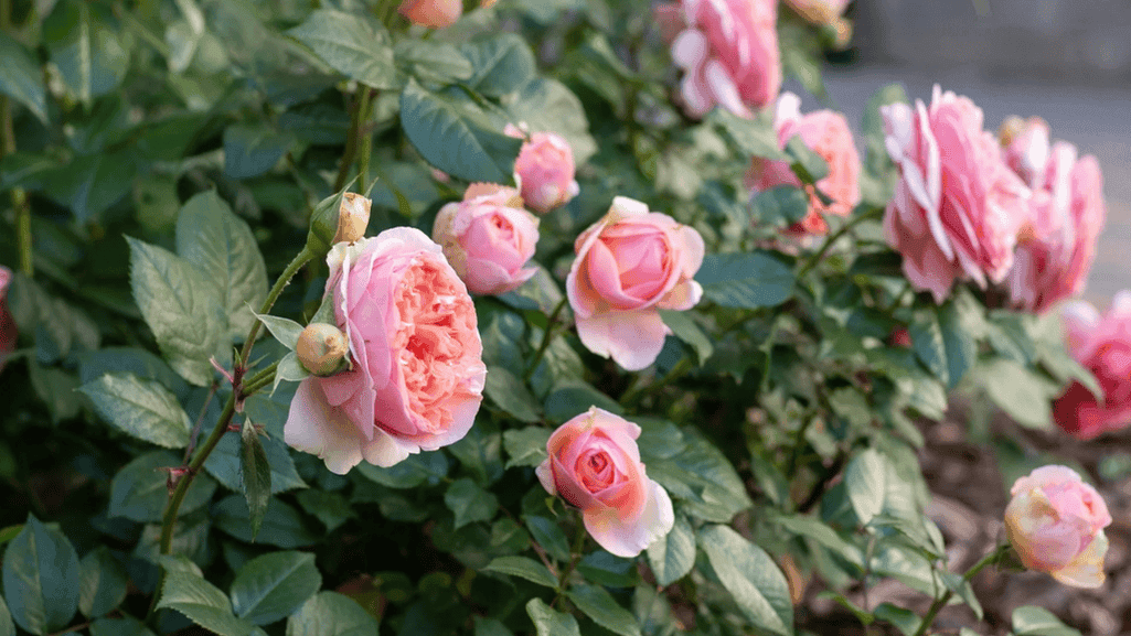A winter scene showing English roses protected from frost