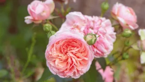 English roses