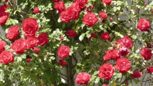 climbing roses