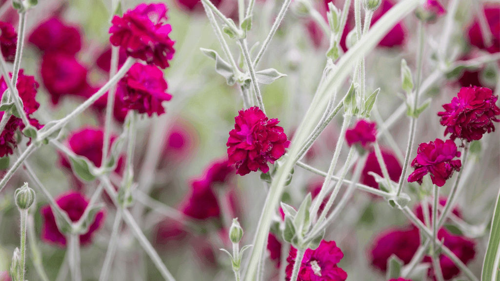 rose campion in a garden