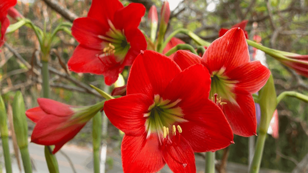 Amaryllis Care Tips